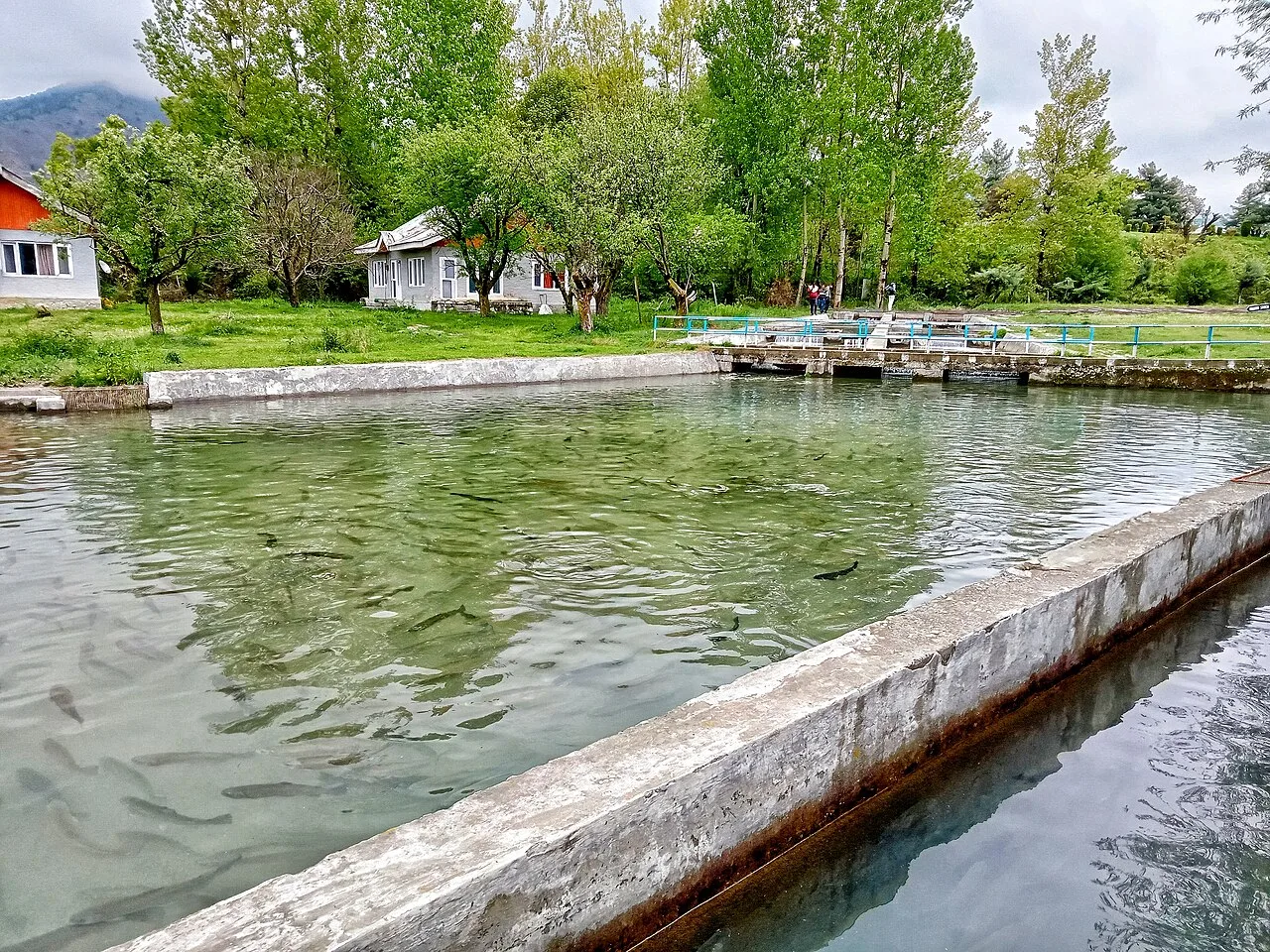 Trout Fishing Experience icon