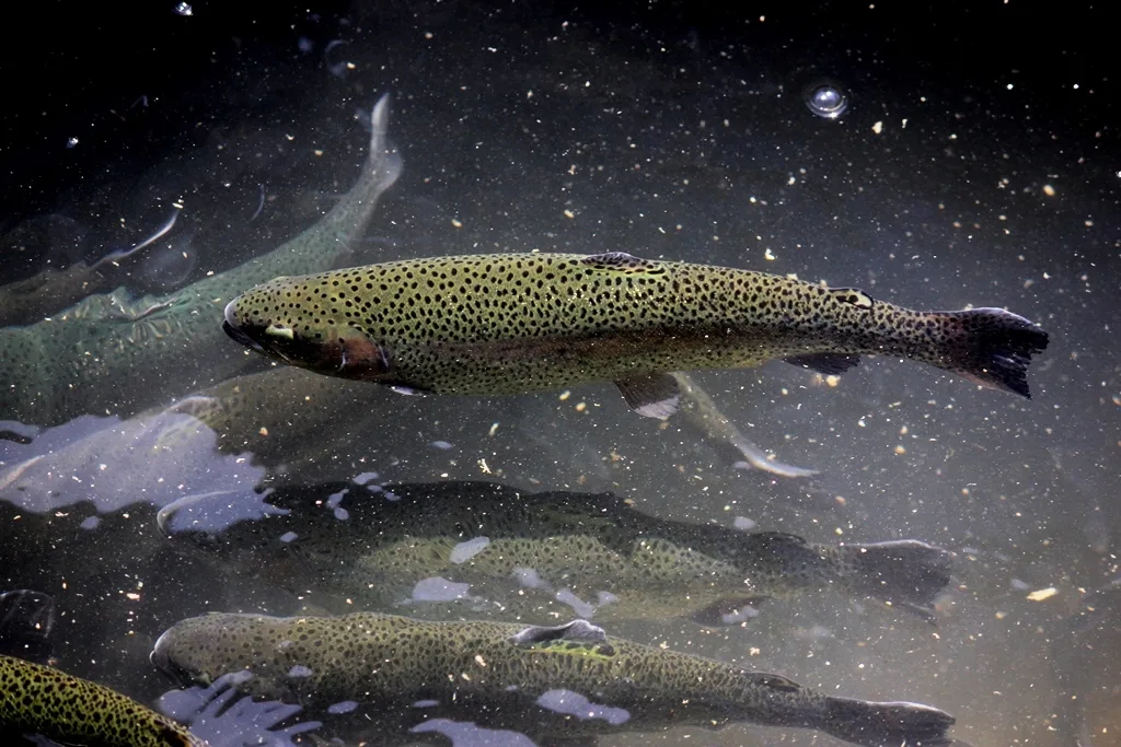 Trout Fish Farm