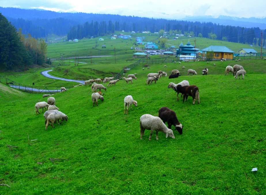 Doodhpathri Meadows
