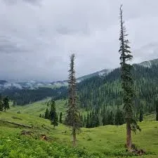 Exploring the Doodhpathri Meadows icon