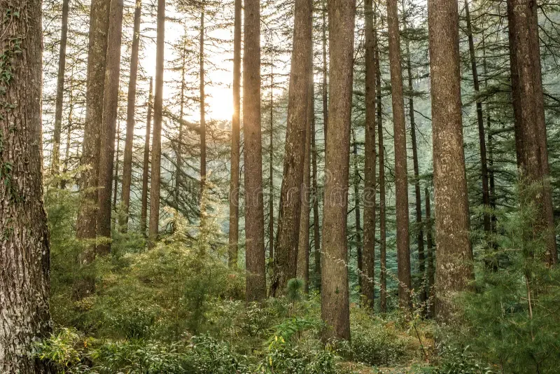 Pine & Deodar Forests