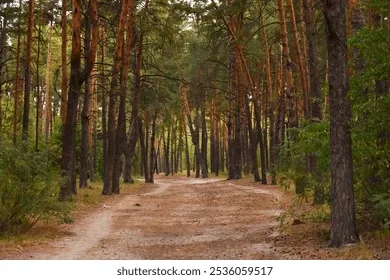 Nature Walks in Pine Forests icon